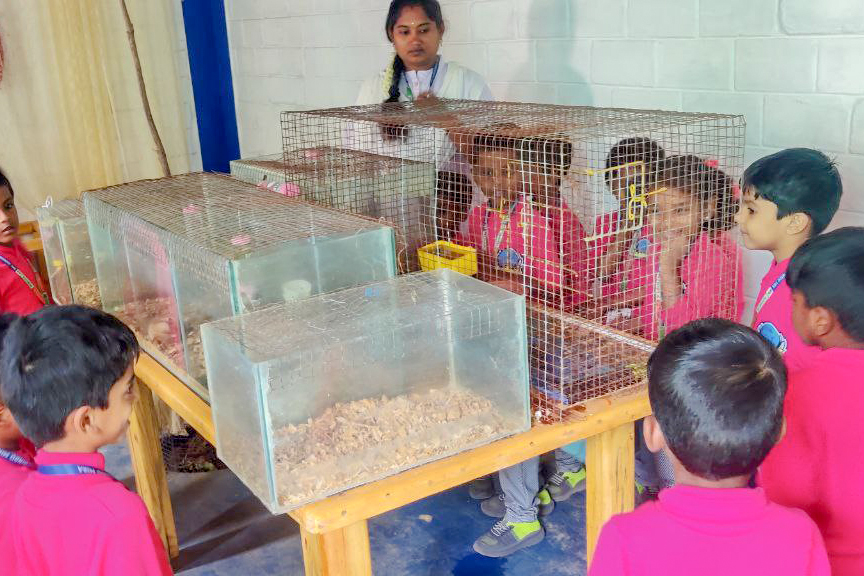 Formative Pre-primary